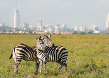 Kenya Finance Act 2026: What the Non-Resident Landlord Tax and Amnesty Mean for Foreign Property Owners
