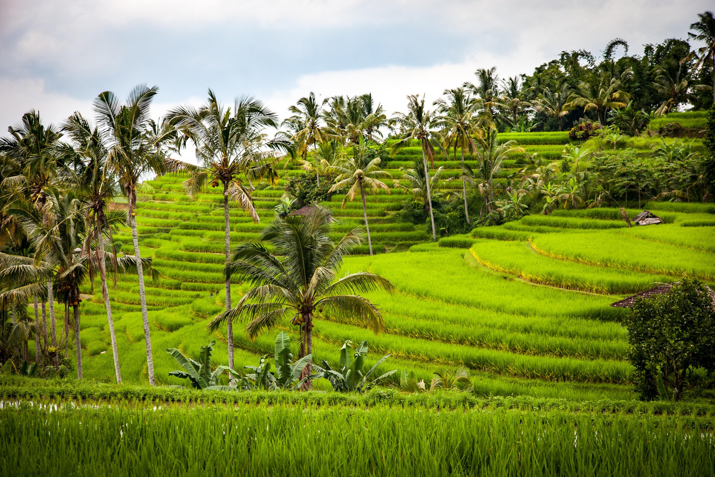 Green rice terraces and coconut palms in Bali, illustrating Bali cost of living budgets