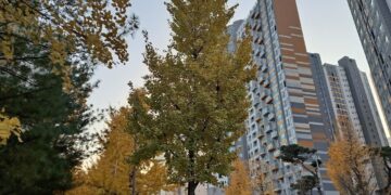 Modern high-rise apartment blocks in Seoul behind autumn ginkgo trees