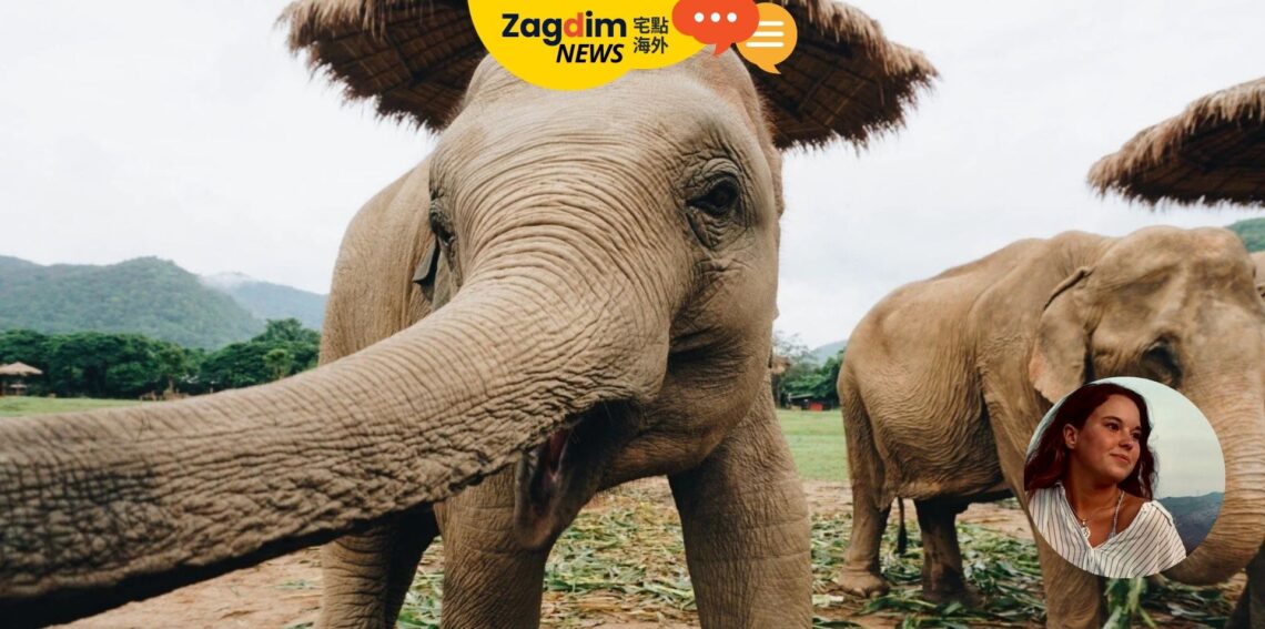 幫大象洗澡遭攻擊 西班牙籍遊客身亡 專家：大象承受觀光壓力有關