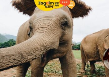 幫大象洗澡遭攻擊 西班牙籍遊客身亡 專家:大象承受觀光壓力有關