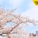 外國人在日本購買房產流程怎樣走？從看房、出價到過戶登記