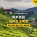 彭亨金馬崙高原茶園山景,配馬來西亞退休生活主題