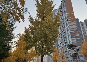 Modern high-rise apartment blocks in Seoul behind autumn ginkgo trees