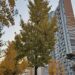 Modern high-rise apartment blocks in Seoul behind autumn ginkgo trees