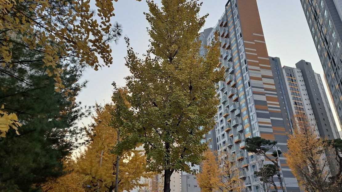 Modern high-rise apartment blocks in Seoul behind autumn ginkgo trees